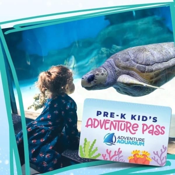 adventure aquarium pass child looking at manatee