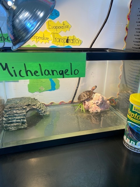 turtle in a chage with his name michaelangelo taped to the glass 