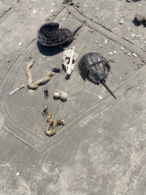 Horseshoe crabs and skeletons of beach creatures